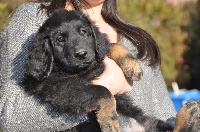 CHIOT
