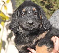 CHIOT