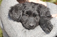 CHIOT