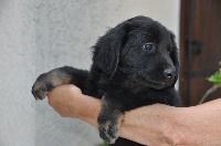 CHIOT