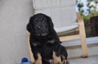 CHIOT