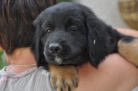 CHIOT