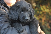 CHIOT