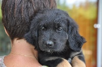 CHIOT