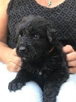 CHIOT