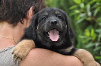 CHIOT