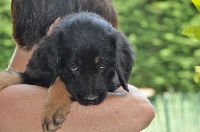CHIOT